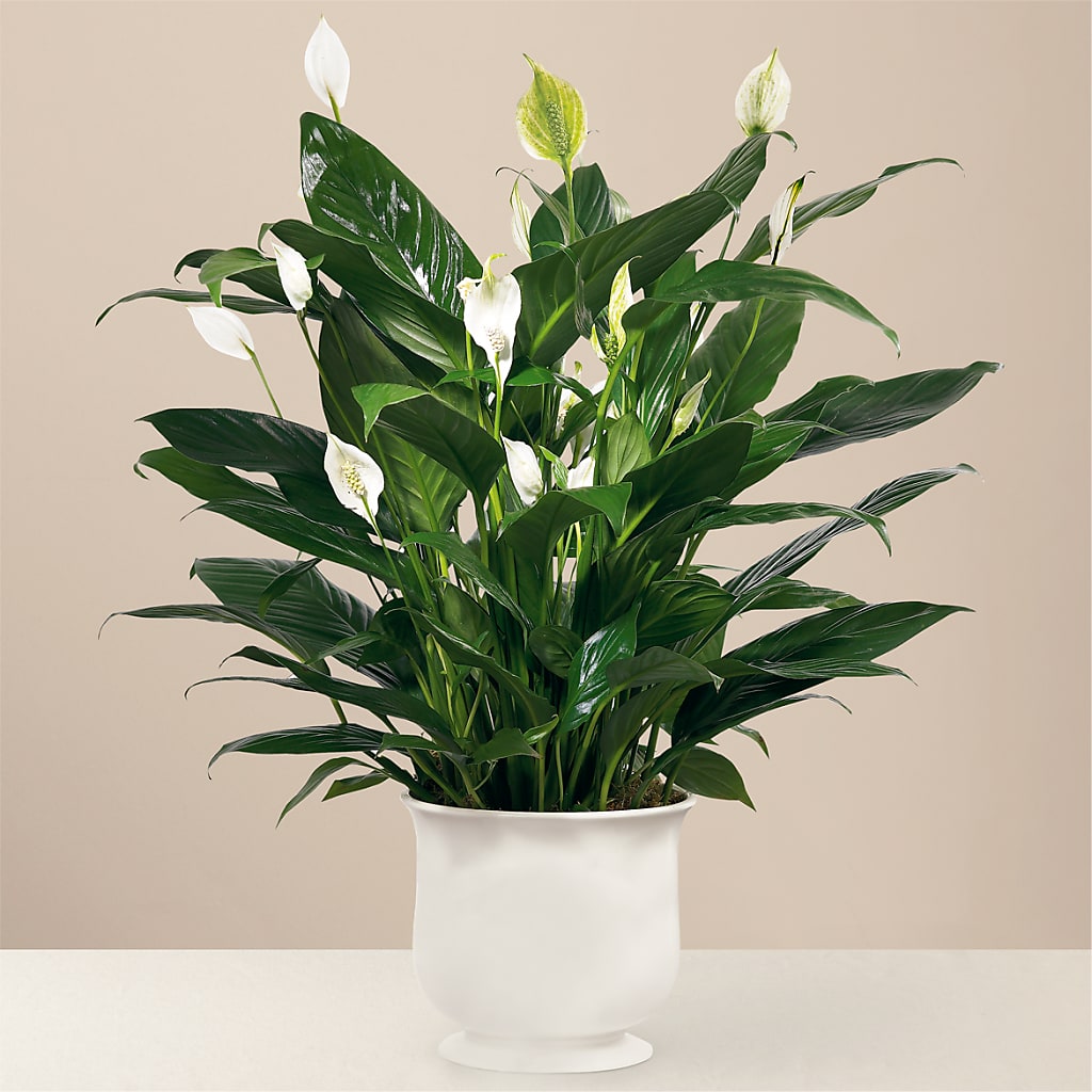 Comfort Planter – Cypress Gardens Flower Shop, Miami FL
