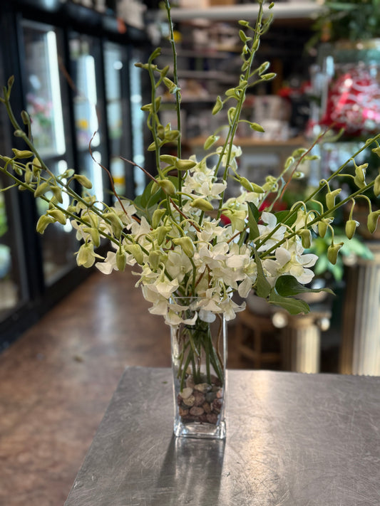 Exotic Orchid Blooms  White