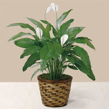 Tranquil Moments Peace Lily Plant –  Cypress Gardens Flower Shop, Miami FL