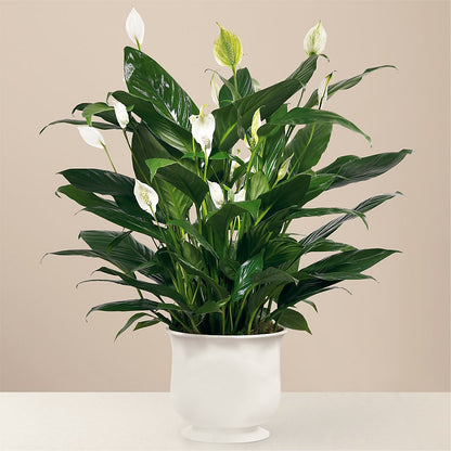 Comfort Planter –  Cypress Gardens Flower Shop, Miami FL