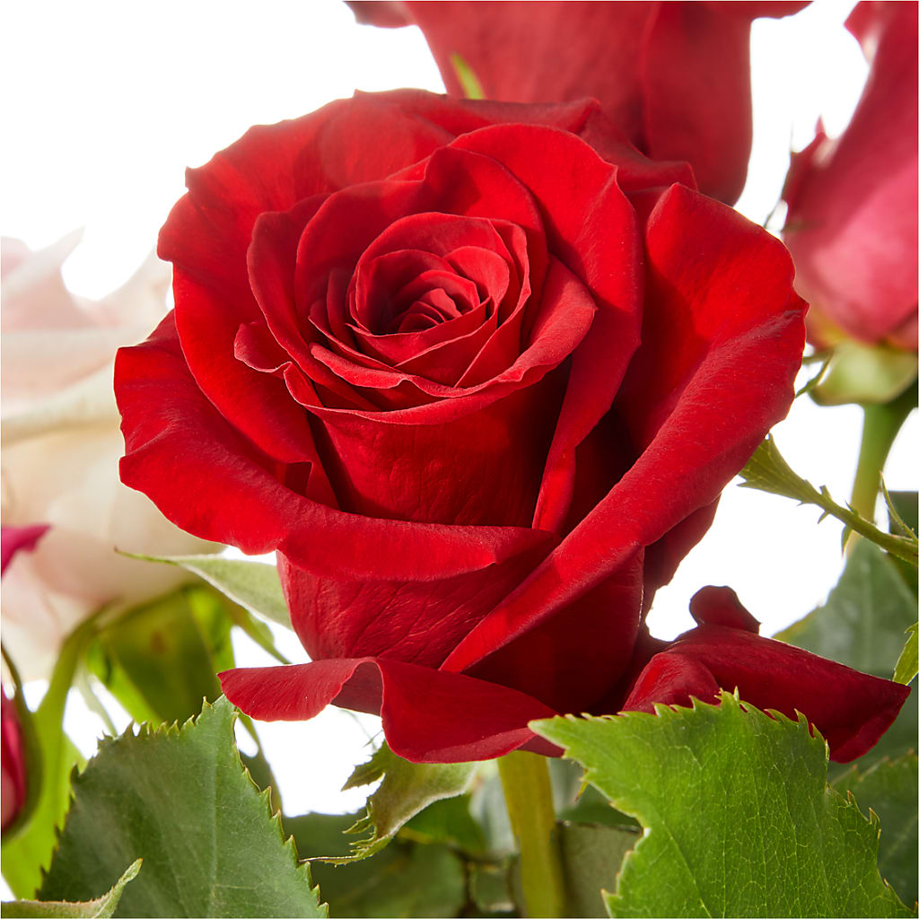 Love Notes Rose Bouquet –  Cypress Gardens Flower Shop, Miami FL